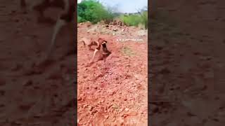 🐾 dog lover 💞 chippipaarai lover 💥 Chippiparai dog mass hunting 🐾 subscribe and like and share 💞✨ [upl. by Paddie]