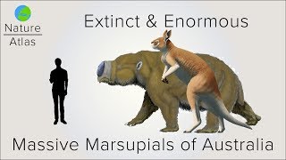 Extinct amp Enormous The Massive Marsupials of Australia [upl. by Kerin576]