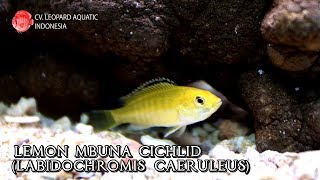 Lemon Mbuna Cichlid The Electric Yellow cichlid that will cheer you up Leopard Aquatic I016A [upl. by Geithner]