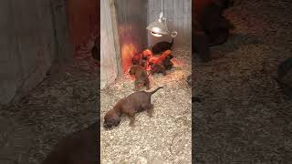 3 week REDBONE COONHOUND PUPPIES are done with the bottle [upl. by Ayanat]