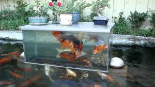 Koi fish play in fish tank [upl. by Hillier]