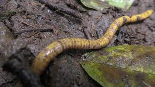 Sao Tome Caecilian Schistometopum thomense [upl. by Homerus178]