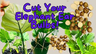 Multiply Your Elephant Ear Bulbs by Cutting the Rhizome Yep [upl. by Aleik]