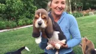 European basset hound puppies at 7 weeks [upl. by Selma]