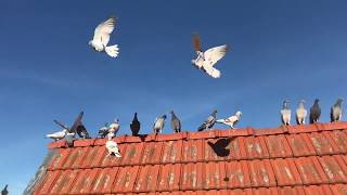 Belgian Racing Pigeons  2019 Young Birds Flying For the First Time [upl. by Nilkcaj]