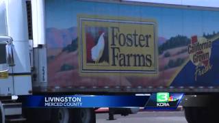 Disturbing new details of Foster Farms conditions [upl. by Tennes]