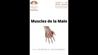 ANATOMIE FMPM MYOLOGIE DE LA MAIN [upl. by Ximena]