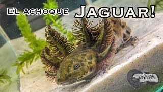 El Ajolote Jaguar Ambystoma Andersoni [upl. by Cory]