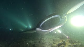 Liveaboard central Maldives with the Carpe Vita and Soleil2 2023 diving with sharks amp manta rays [upl. by Normak]