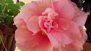 Ibisco  Hibiscus Mutabilis  TimeLapse LIVE [upl. by Oiluarb105]