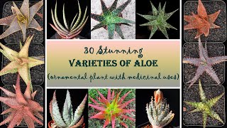 30 Stunning varieties of Aloe  Beautiful and hardy Ornamental plant with medicinal use  Aloe Vera [upl. by Erehc169]