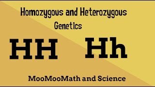 Homozygous vs Heterozygous Genotype [upl. by Samale]