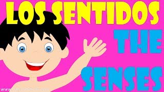 Los 5 sentidos  Cinco Sentidos para niños  Vista Oído Gusto Olfato y Tacto [upl. by Terryn]