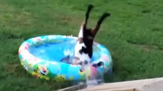 Best of Fainting Goats 2020  Funny Compilation 😂 Funny Pets [upl. by Crosse]