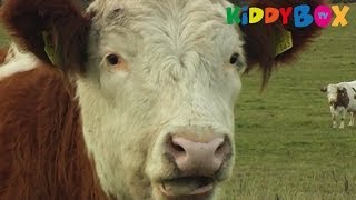 Bauernhof Tiere  Kühe  Cows  KIDDYBOXTV [upl. by Anwahsed]