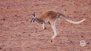 Australias Marsupials [upl. by Lynda]