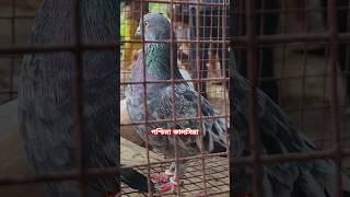 পশ্চিমা কালসিরা খাঁচায়👌goodqualitypigeon viralpigeons pigeon কবুতর pigeonmarket pigeonlover [upl. by Dorette945]