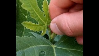 How to promote branching amp fruiting by pinching fig trees [upl. by Eseela]