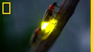 Watch Fireflies Glowing in Sync to Attract Mates  National Geographic [upl. by Euqimod]