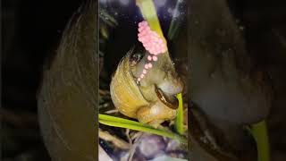 Apple snail Laying Eggs  Snail giving birth [upl. by Tilla]