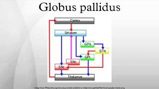 Globus pallidus [upl. by Vlada]