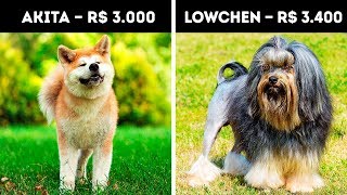 20 Cachorros Que Custam Uma Fortuna [upl. by Oric]