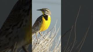 Bird Sounds  North American Meadowlark Tuneful Song shorts [upl. by Dnalyram268]