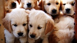 Golden Retriever Puppies growing weeks 112 [upl. by Aimet]