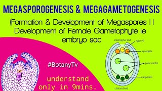 Megasporogenesis Megasporogenesis amp Megagametogenesis process in flowering plants [upl. by Enneillij]