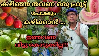 പഴങ്ങൾക്ക് സംരക്ഷണം ഒരുക്കാംfruitsharvestingguavaber applefertilizationphosphorusfly lure [upl. by Ainessej]