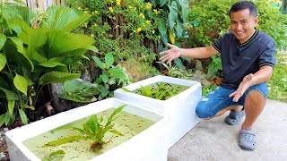 MY GUPPY FINALLY PRODUCE BABIES How to become successful in Breeding amp Raising Livebearer Fish [upl. by Lisha268]