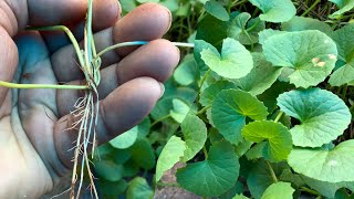 Maak je tuinafsluiting groener met klimplanten I Angelo Dorny [upl. by Clemmy]