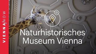 Natural History Museum Vienna [upl. by Corel]