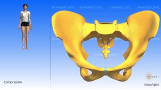 Artrología de la pelvis la sínfisis del pubis [upl. by Franny]