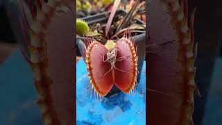 venus fly traps  venus flytrap prey Western conifer seed bugs Ghazian Eye Naturalist [upl. by Aetnahs]