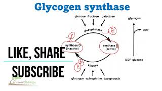 Glycogen synthase kinase [upl. by Britton614]