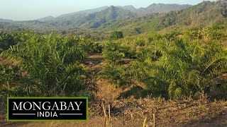 Palm oil in Mizoram a balancing act between ecological threat and economic promise [upl. by Sand]