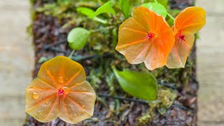 Episode 39 Lepanthes telepogoniflora Learning from my mistakes with some miniature orchids [upl. by Lamb]