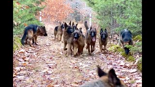 10 german shepherds playing together [upl. by Ayoras]