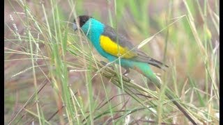 Hooded Parrot Psephotus dissimilis [upl. by Griffie]