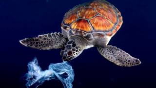 Connect to Nature The Importance of Sea Turtles [upl. by Adnoraj]