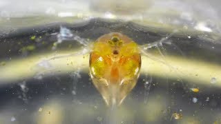 Daphnia Delivering Babies and Other Behaviors Daphniidae Simocephalus [upl. by Lorollas]