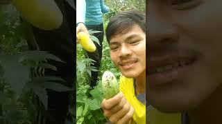 cooking lunch current Pick cucumbers [upl. by Kerekes]