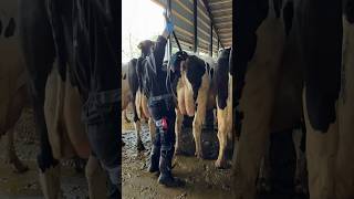 Amazing Farm Skills Girl Performs a Cow Pregnancy Test in the USA Farm 🐄👩‍🌾 [upl. by Avigdor]