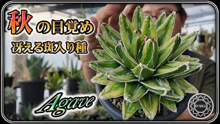 【アガベ】秋の始まり！美しい斑入りアガベと目覚める冬型植物【園芸】【多肉植物】 [upl. by Nwahsat]