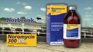 DocTalk  Bovine Leukosis Virus in Cattle 480p [upl. by Thinia]