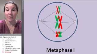 Meiosis 8 Animation review [upl. by Assirol]