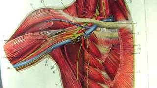 quotAnatomy and Physiologyquot The Joints of the Body The Shoulder [upl. by Yecak458]