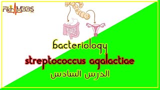 الدرس السادس العقدية القاطعة للدر  Streptococcus Agalactiae [upl. by Namlas102]