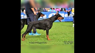 The best of Dobermann IDC World Championship 201620172018 [upl. by Eva]